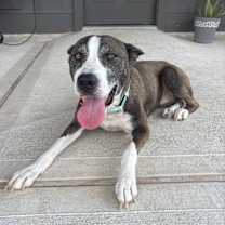 Thumbnail photo of Bonnie #3