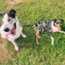 Thumbnail photo of Cody Johnson - IN FOSTER #2