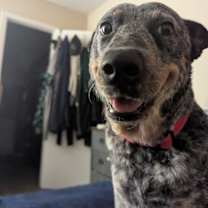 Thumbnail photo of Roxy #1