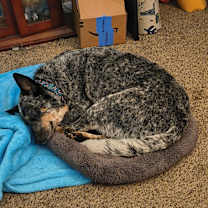 Thumbnail photo of Roxy #2