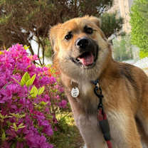 adopt-pet