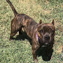 adopt-pet