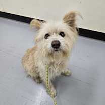 adopt-pet