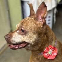 Thumbnail photo of Ivy #2