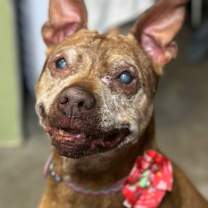 Thumbnail photo of Ivy #3