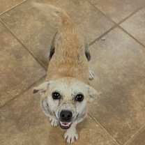 adopt-pet