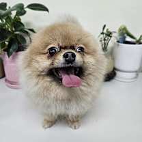 adopt-pet