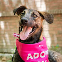 Thumbnail photo of Macy #1