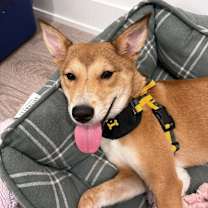 adopt-pet