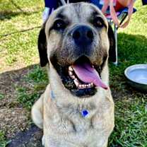 adopt-pet
