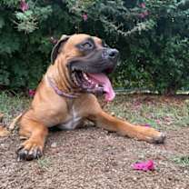 adopt-pet