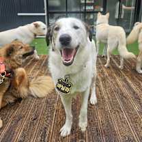 adopt-pet