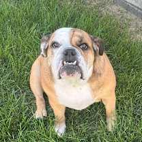 Thumbnail photo of Norah Roxie Jean #4