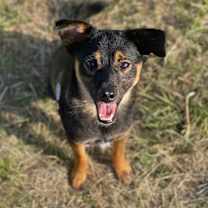 Thumbnail photo of Harry #2