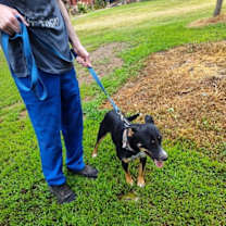 Thumbnail photo of Bella Carol #4