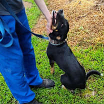 Thumbnail photo of Bella Carol #3