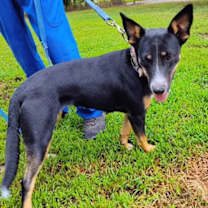 Thumbnail photo of Bella Carol #1