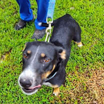 Thumbnail photo of Bella Carol #2