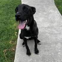 Thumbnail photo of Karlie #4