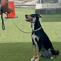 Thumbnail photo of Honey 3374 #4