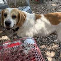 Thumbnail photo of Shiloh #2