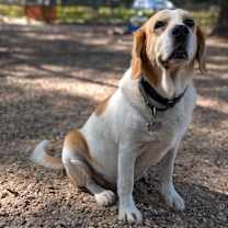 Thumbnail photo of Shiloh #3