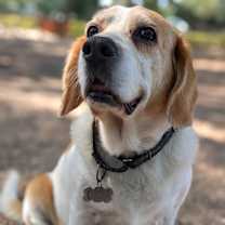 Thumbnail photo of Shiloh #1