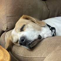 Thumbnail photo of Shiloh #4