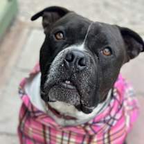 Thumbnail photo of Atticus #1