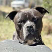 Thumbnail photo of Atticus #4