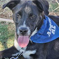 adopt-pet