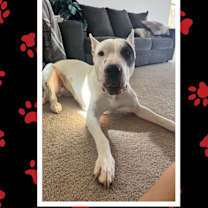 adopt-pet