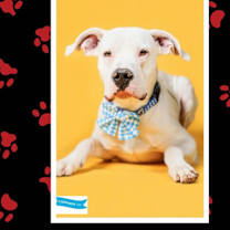 adopt-pet