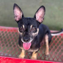 Thumbnail photo of Robin #3