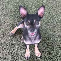 Thumbnail photo of Robin #4