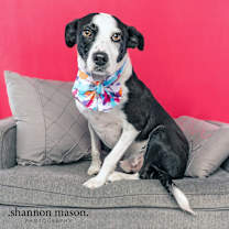 Thumbnail photo of Oreo aka Charlie #2