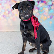 Thumbnail photo of Gunner #2