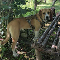 Thumbnail photo of Penny #1