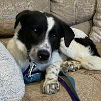 Thumbnail photo of Frank #1