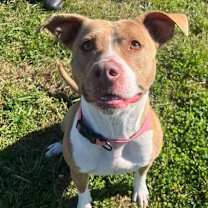 Thumbnail photo of MudPie #1