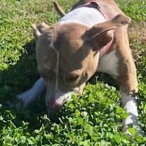 Thumbnail photo of MudPie #3