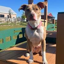 Thumbnail photo of MudPie #4