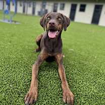 Thumbnail photo of Nutro AKA Henry #2