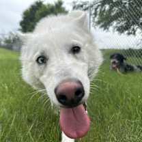 Thumbnail photo of Ace #1