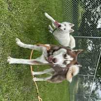 Thumbnail photo of Ace #3