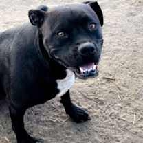 Thumbnail photo of Peach #1