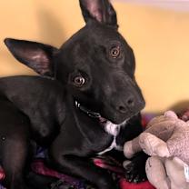 Thumbnail photo of Noah Lyles #1