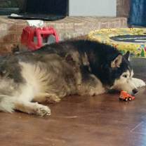 Thumbnail photo of Kira #2