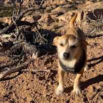 Thumbnail photo of ROCCO #2