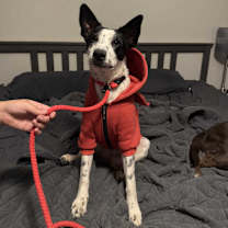 adopt-pet